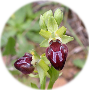 ophrys_de_provence1